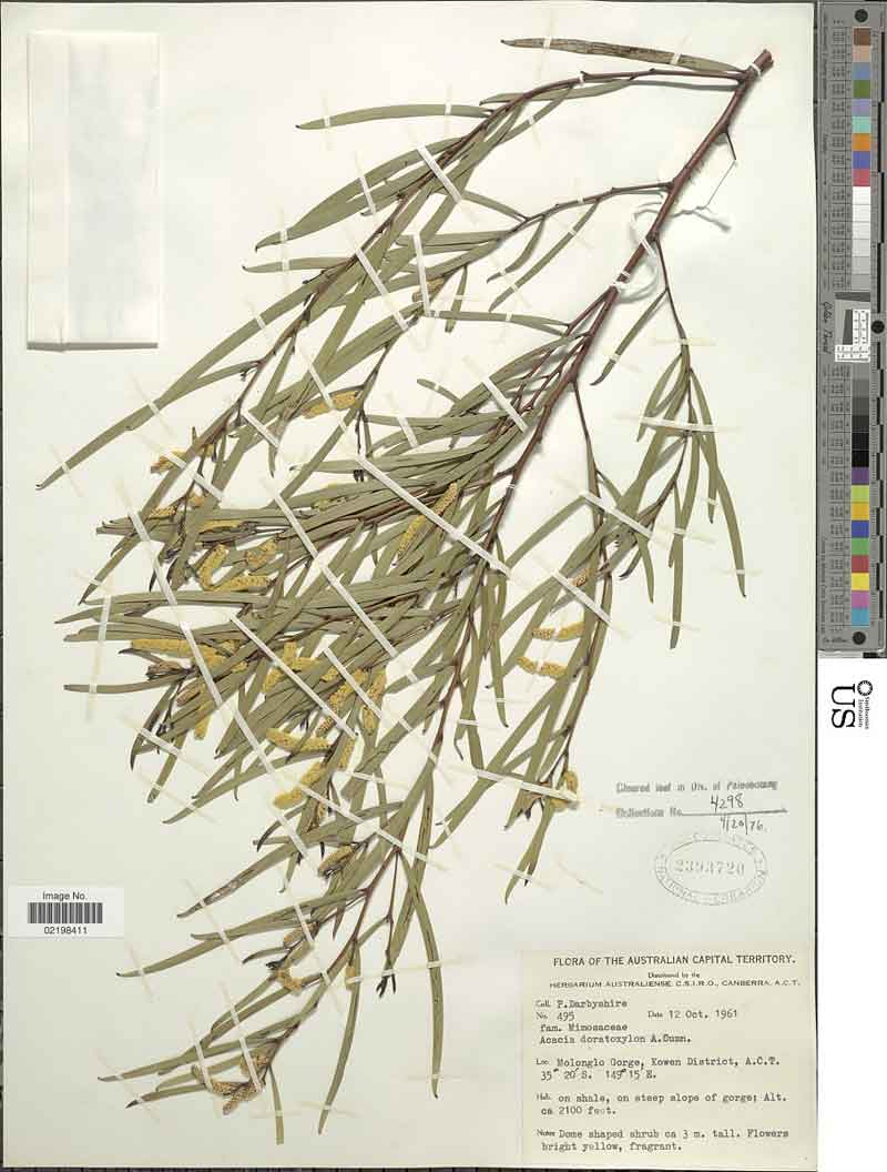 Acacia doratoxylon