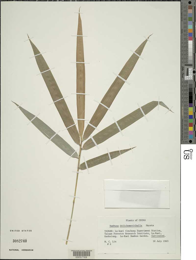 Bambusa dolichomerithalla