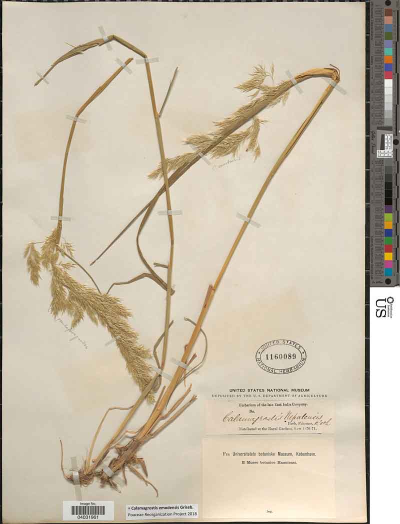 Calamagrostis emodensis
