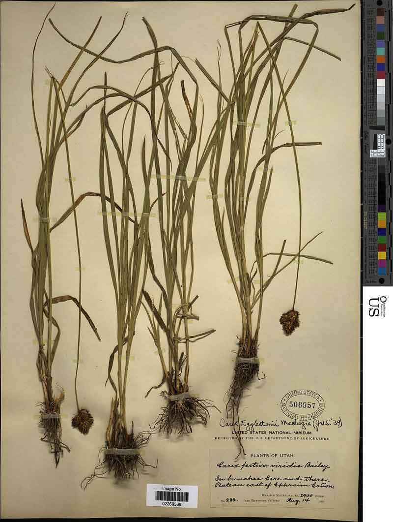 Carex egglestonii