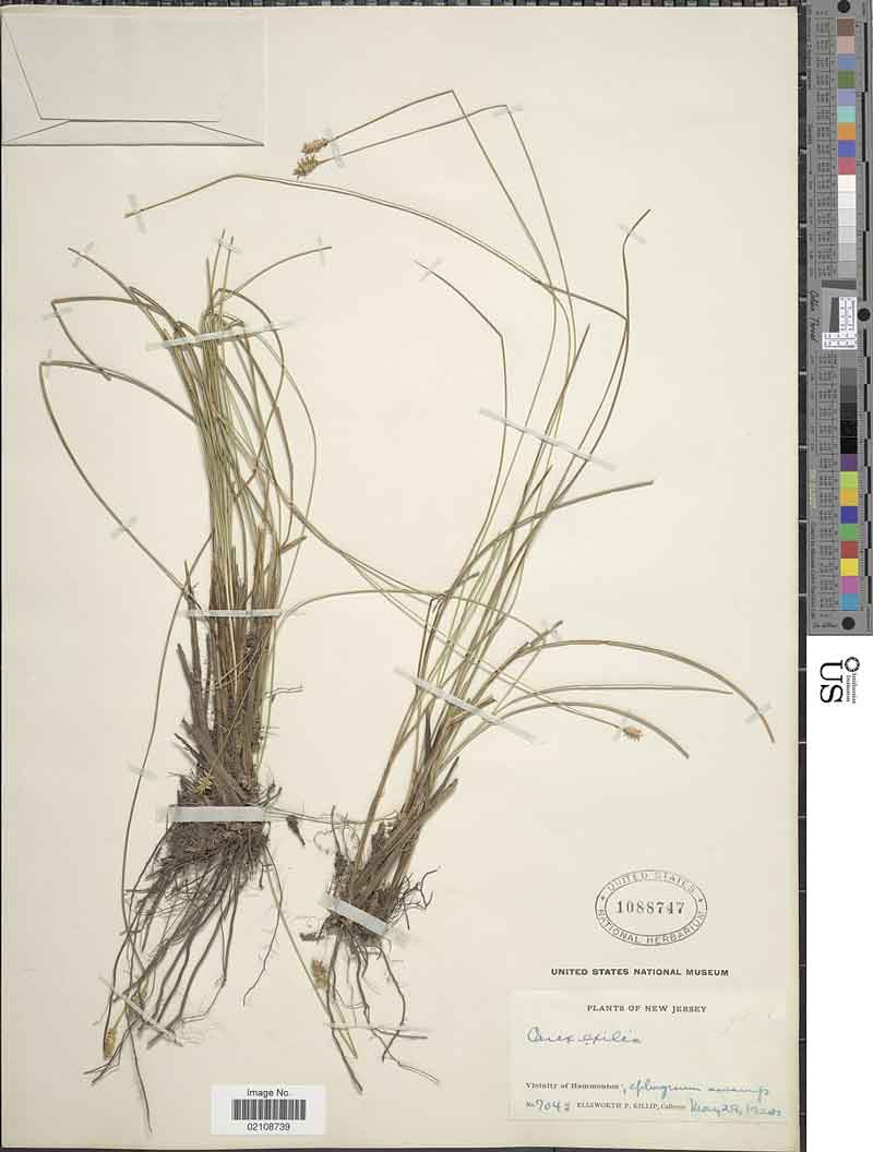 Carex exilis