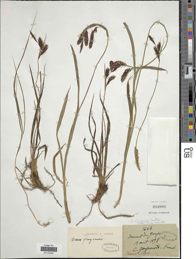 Carex flavocuspis