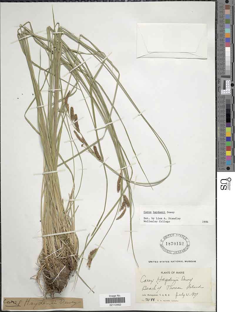 Carex haydenii