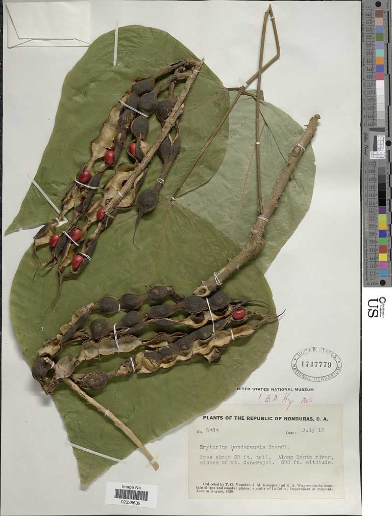 Erythrina hondurensis