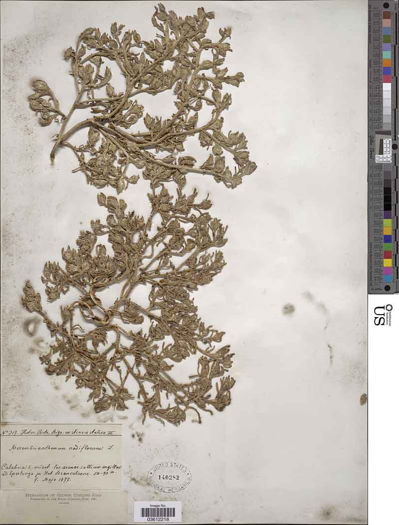 Mesembryanthemum Nnodiflorum