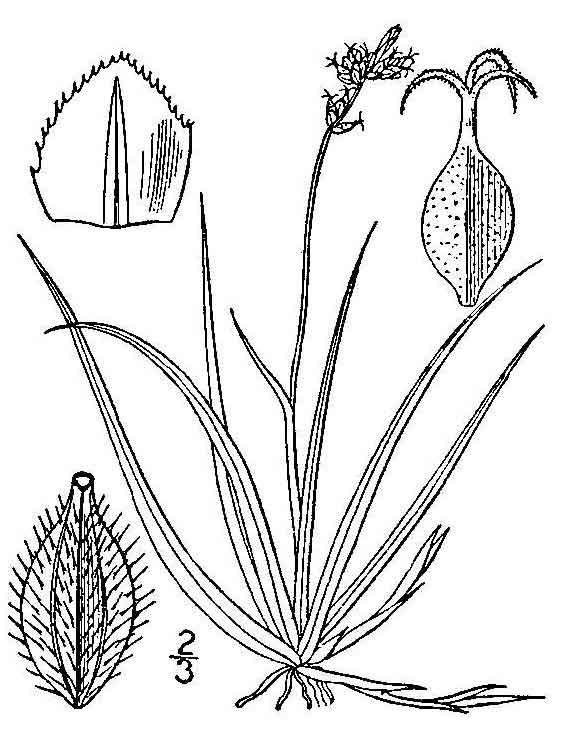 Carex concinna