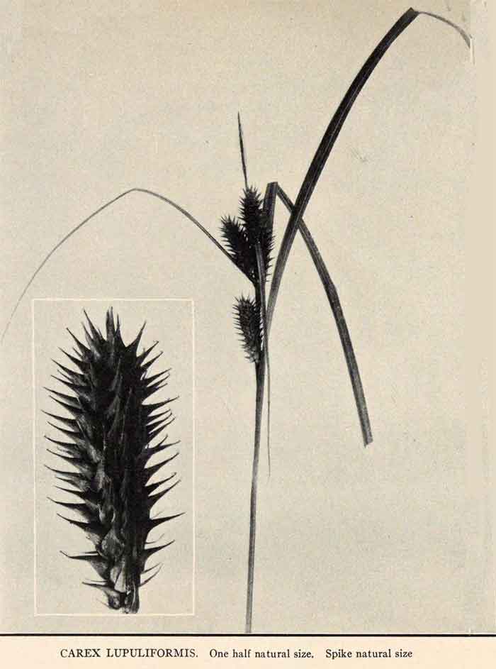 Carex lupuliformis