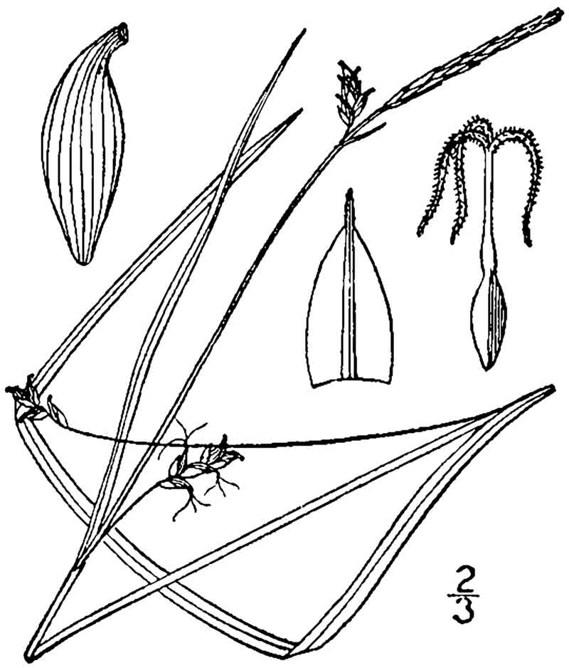 Carex stylosa