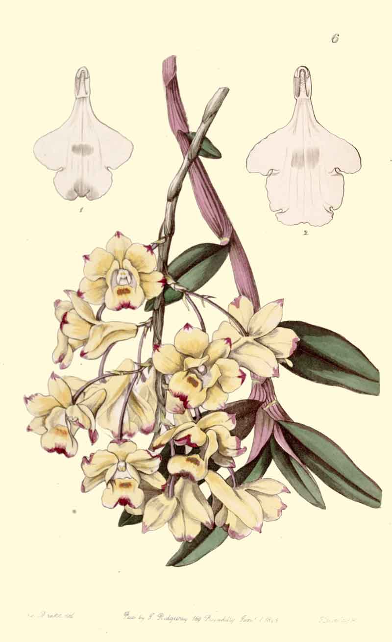 Dendrobium sanguinolentum