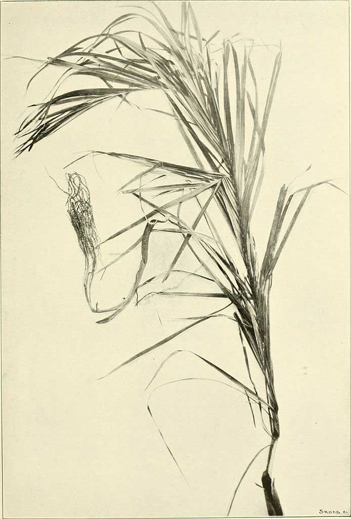 Dypsis onilahensis
