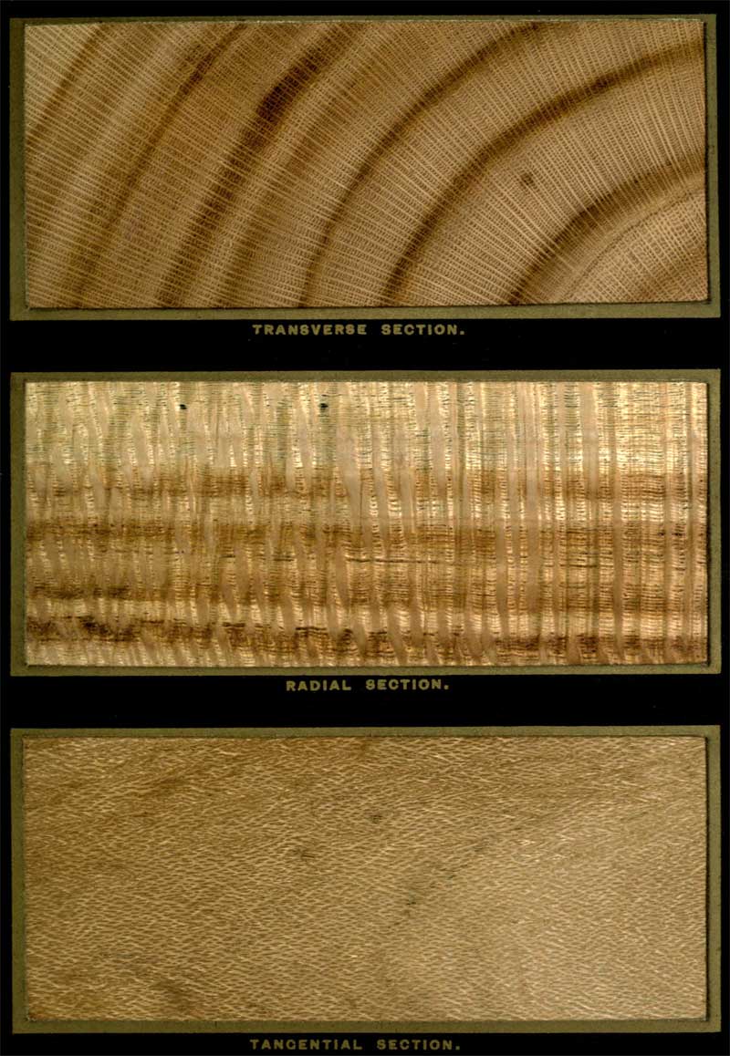 Grevillea robusta Wood