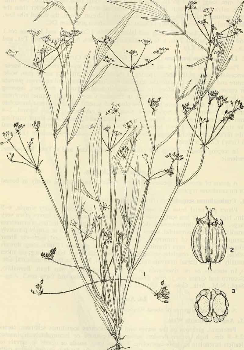 Limnosciadium pumilum