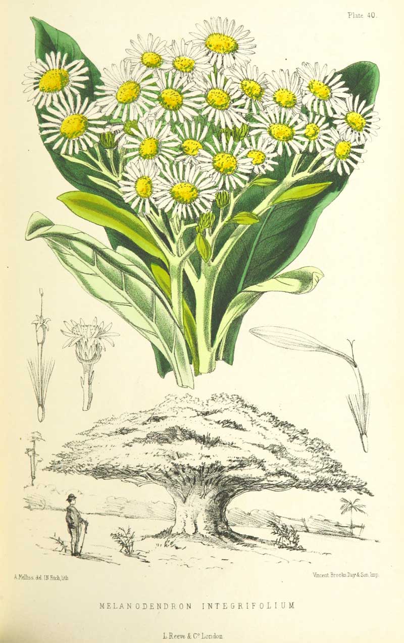 Melanodendron integrifolium