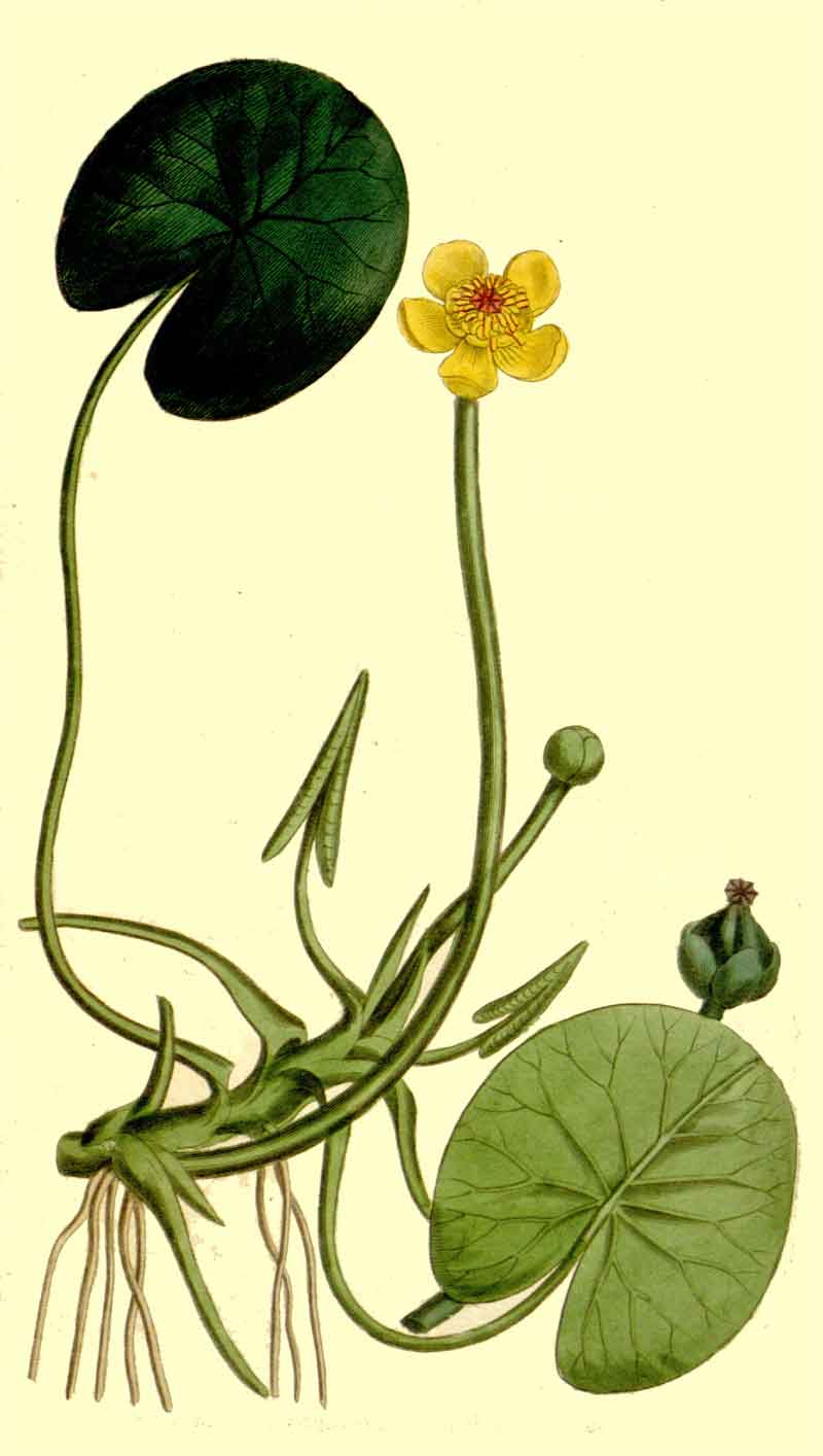 Nuphar microphylla