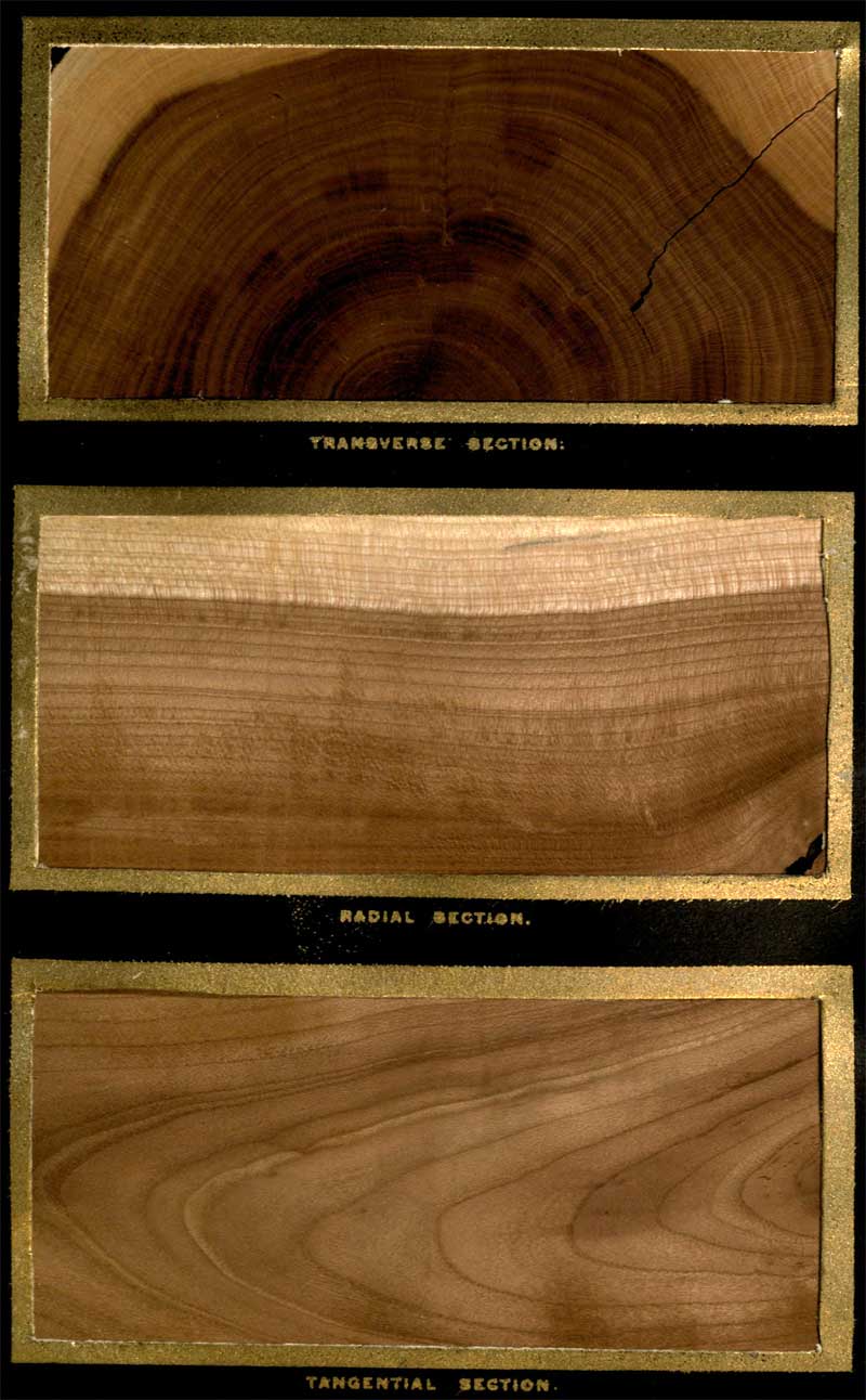 Prunus subcordata Wood