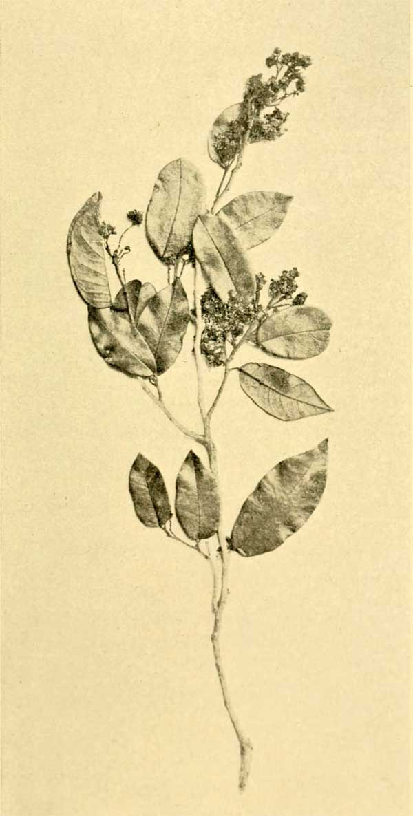 Schizolaena parviflora