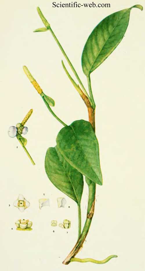 Anthurium scandens