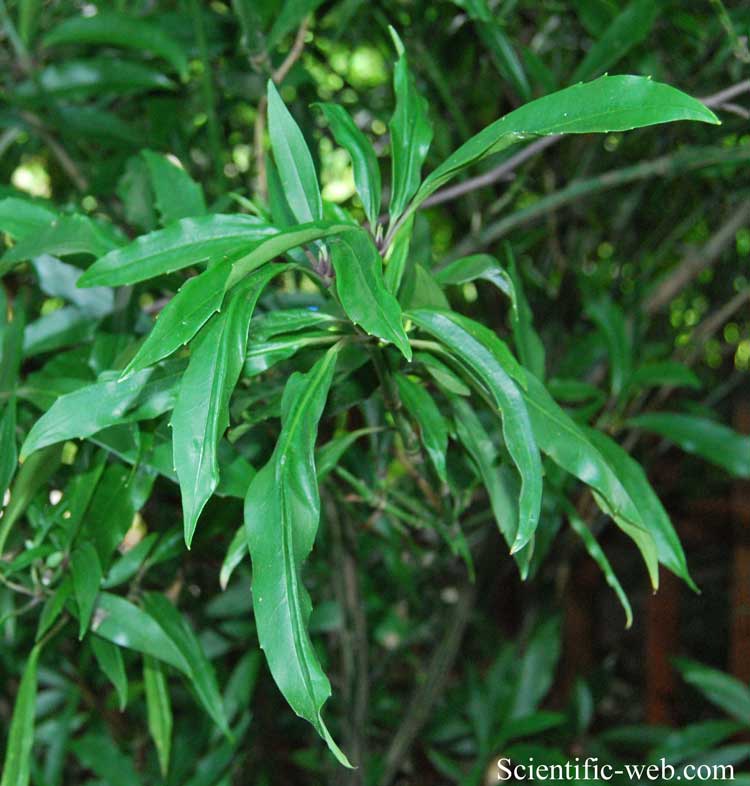 Aucuba japonica Longifolia