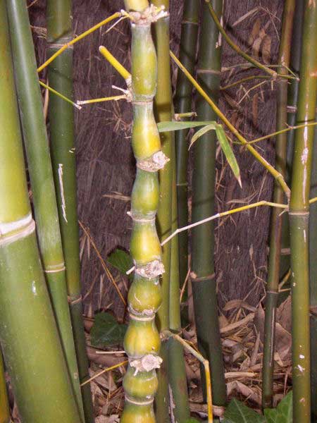 Bambusa ventricos