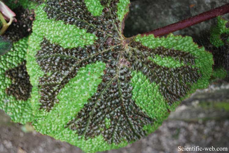 Begonia masoniana