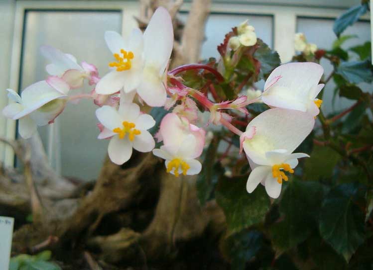 Begonia wrightiana