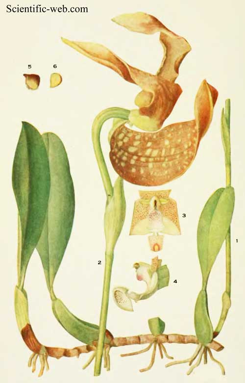Bulbophyllum grandiflorum