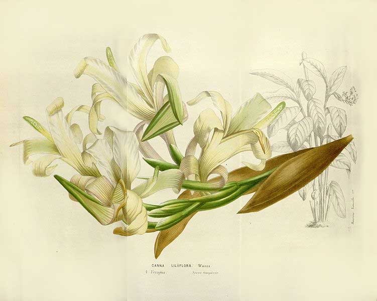 Canna liliiflora