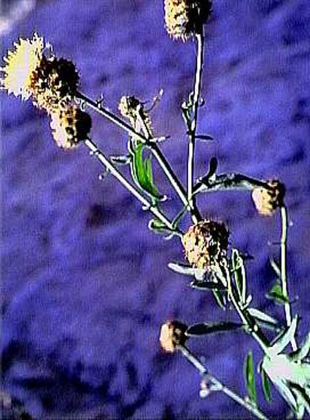 Centaurea tauromenitana