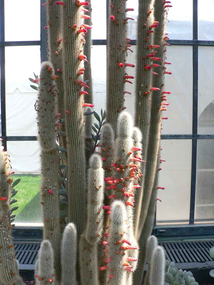 Cleistocactus straussi