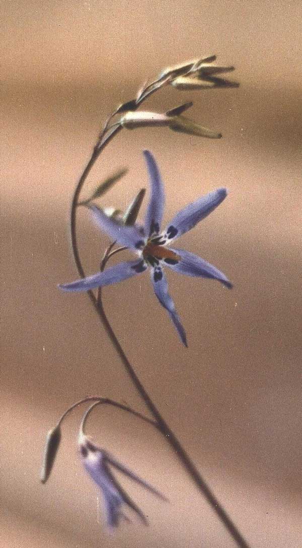 Conanthera bifolia