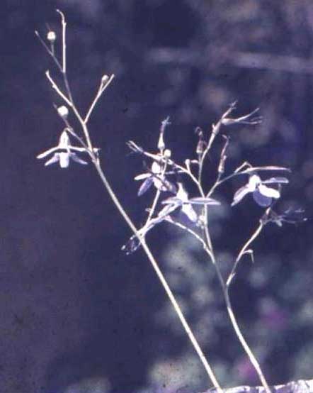 Conanthera trimaculata