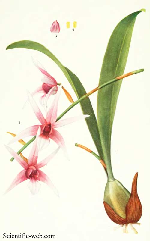 Dendrobium treacherianum
