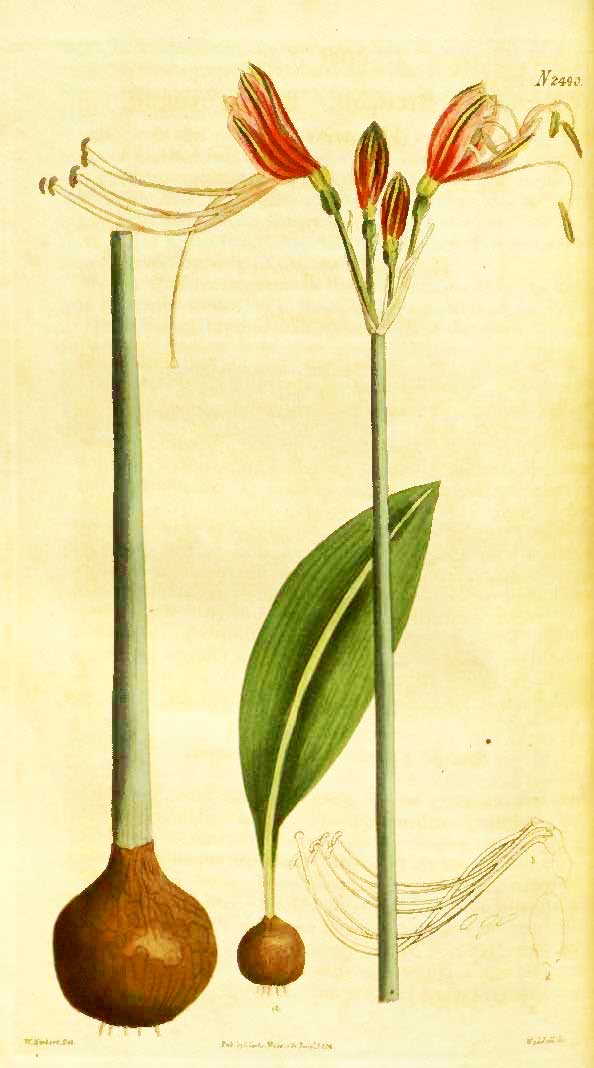 Eucrosia bicolor