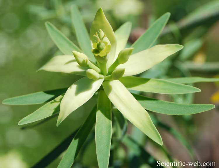 Euphorbia lamarckii