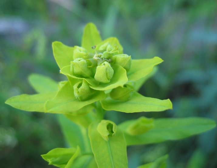 Euphorbia virgata