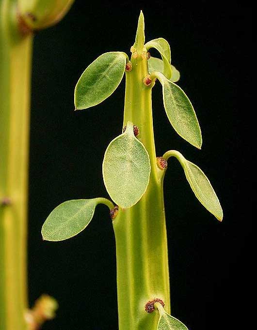 Euphorbia weberbaueri