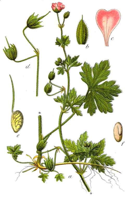 Geranium divaricatum