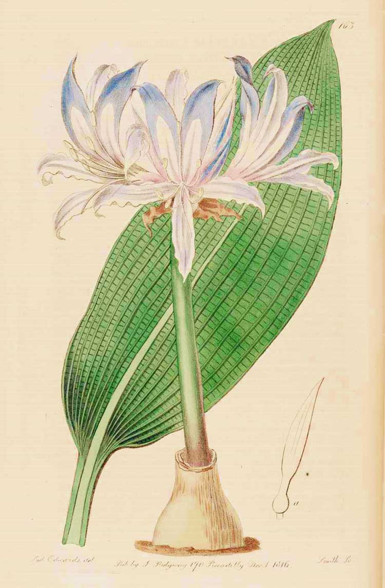 Griffinia hyacinthina
