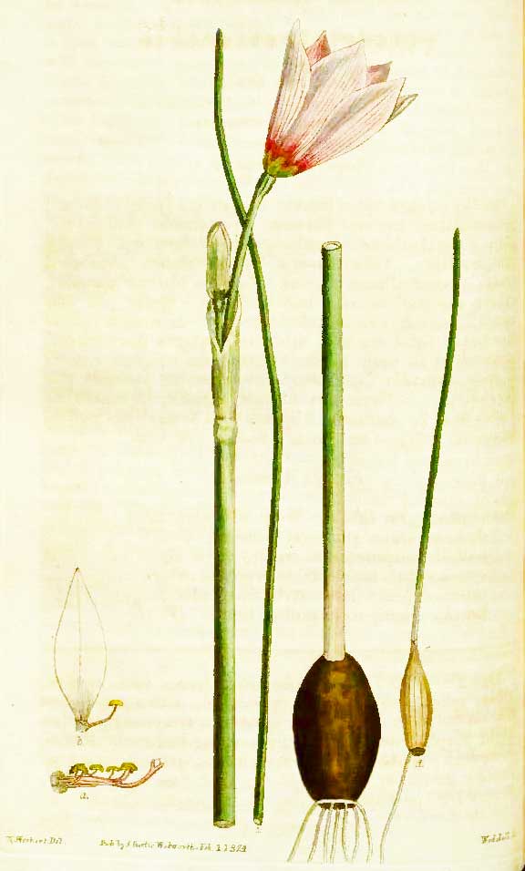Habranthus gracilifolius