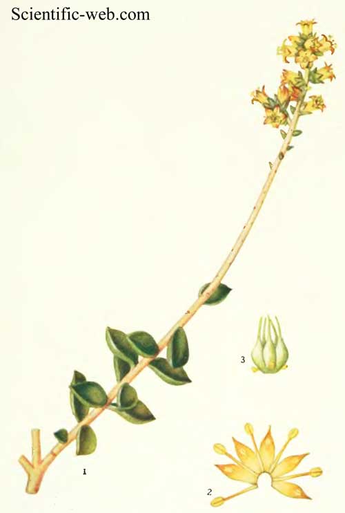Lenophyllum texanum