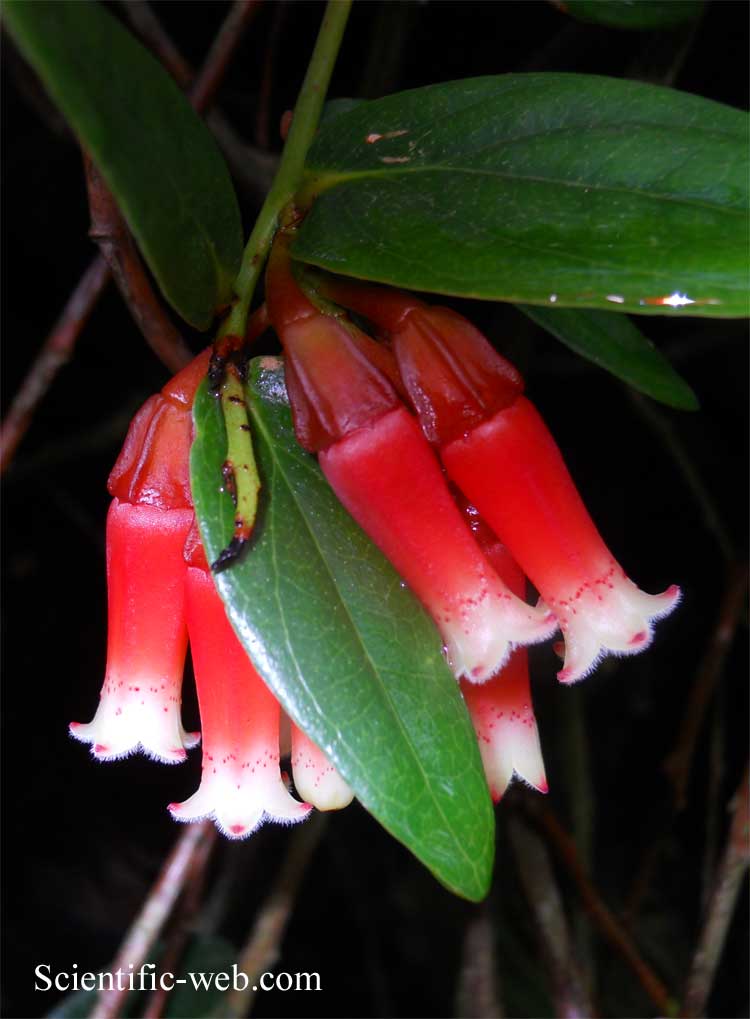 Macleania cordifolia