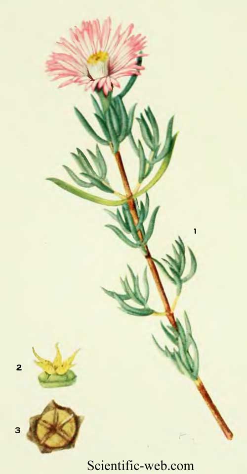 Lampranthus emarginatus