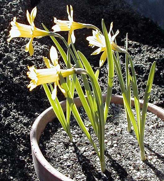 Narcissus hispanicus subsp. eugeniae