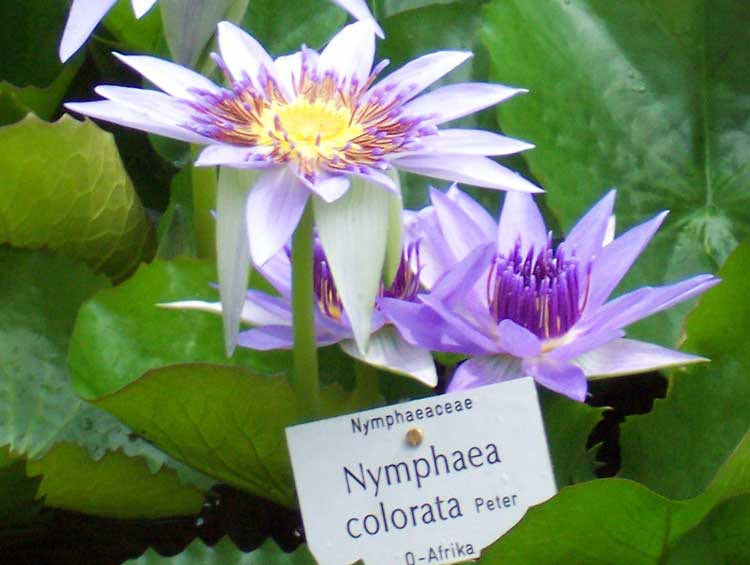 Nymphaea colorata