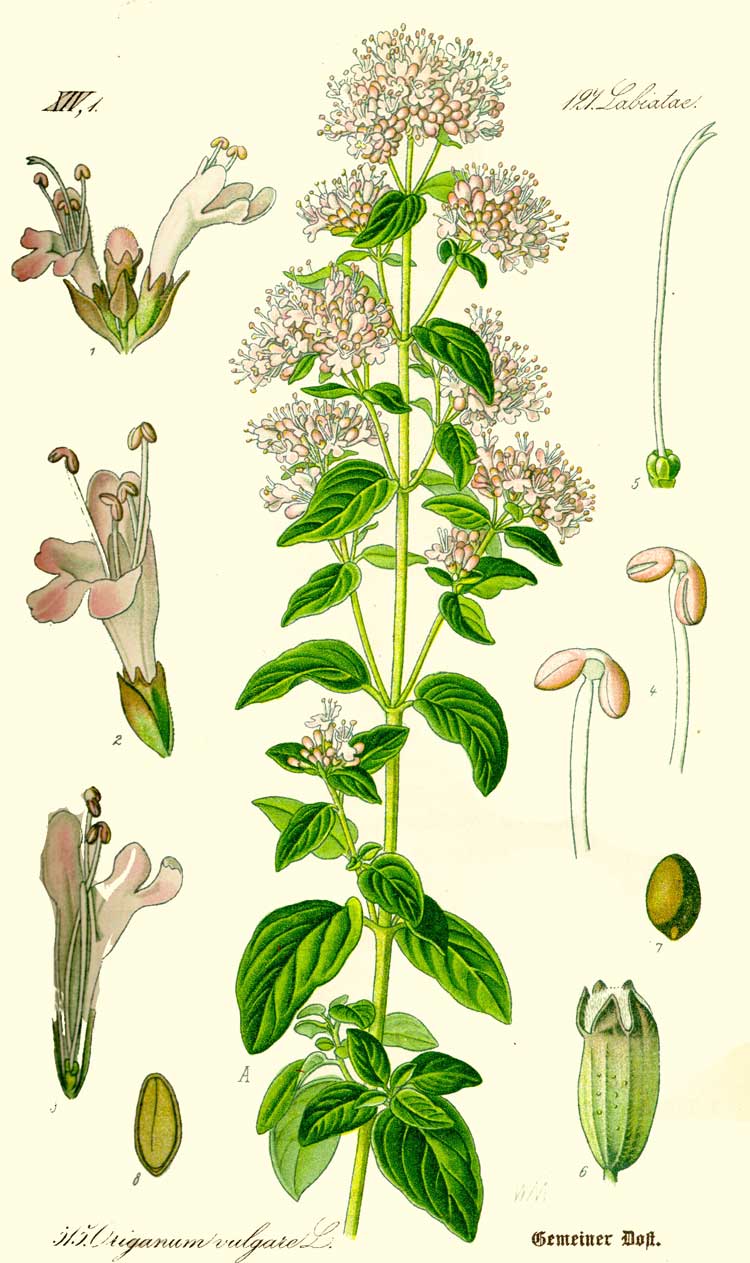Origanum vulgare