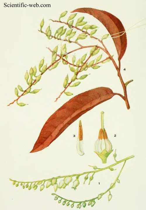 Oxydendrum arboreum