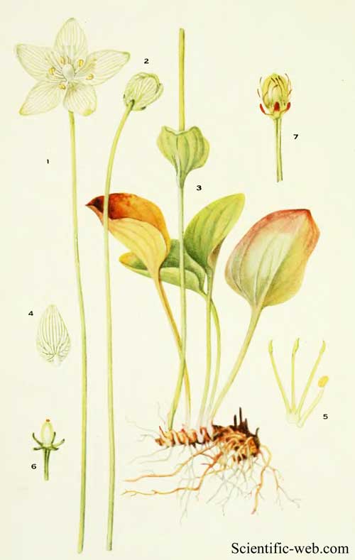 Parnassia caroliniana