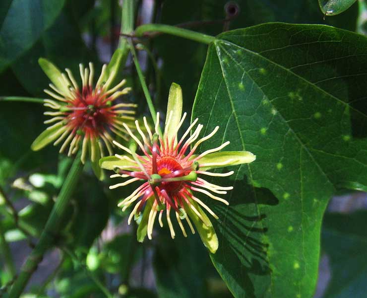 Passiflora jorullensis var. jorullensis