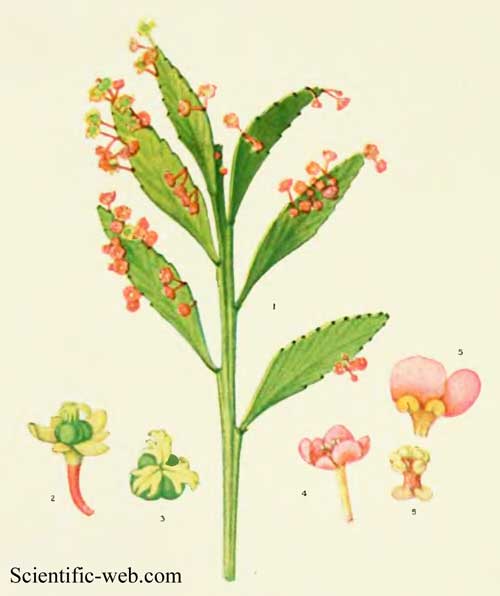 Phyllanthus epiphyllanthus