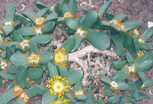 Pleiospilos compactus subsp. canus
